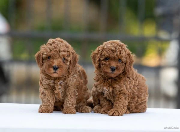 toy poodle – cuccioli | Foto 0