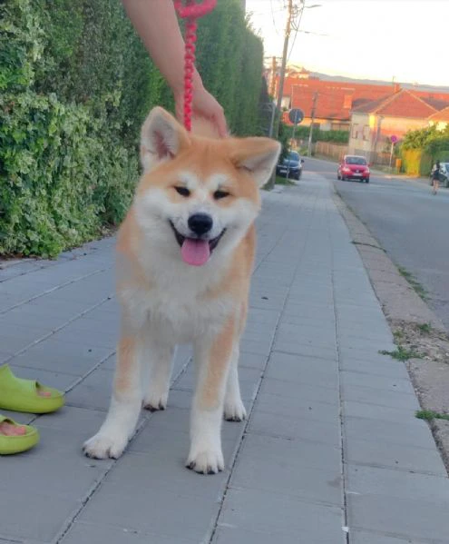 akita inu – splendidi cuccioli fci | Foto 6