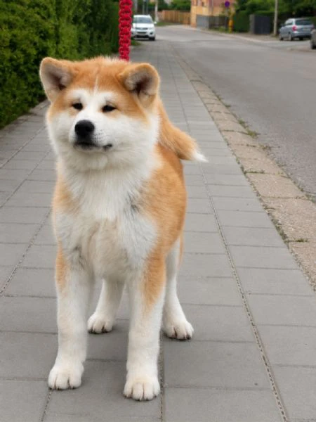 akita inu – splendidi cuccioli fci | Foto 5