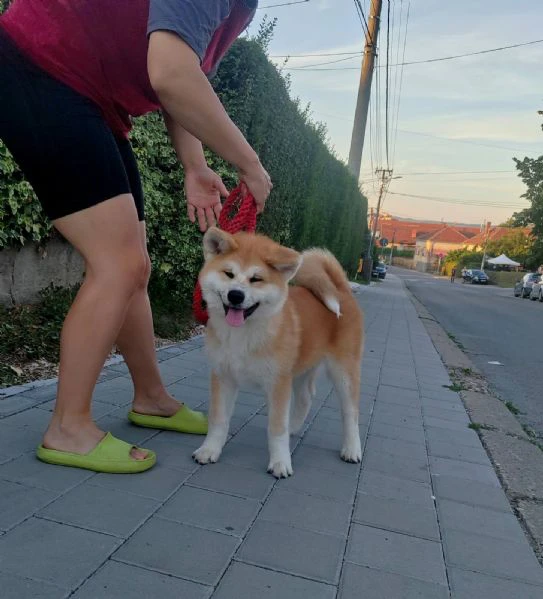 akita inu – splendidi cuccioli fci | Foto 4