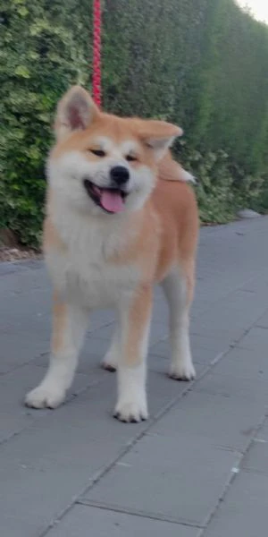 akita inu – splendidi cuccioli fci | Foto 3