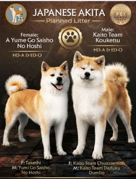 akita inu – splendidi cuccioli fci
