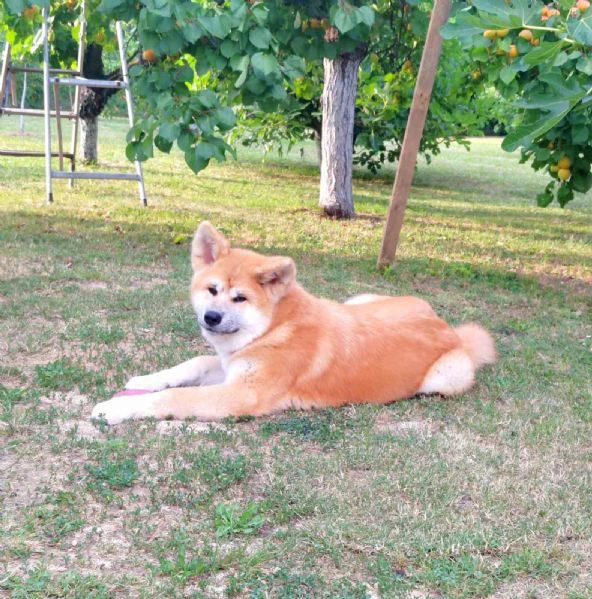 akita inu – splendidi cuccioli fci | Foto 2