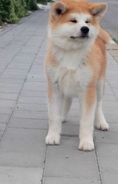 akita inu – splendidi cuccioli fci | Foto 1
