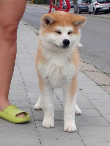 akita inu – splendidi cuccioli fci | Foto 0