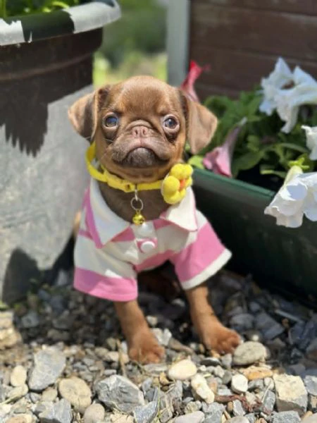 chocolate petit brabancon (smooth brussel griffon) | Foto 2