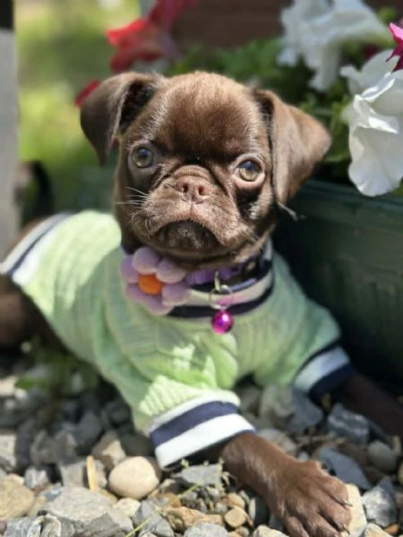 chocolate petit brabancon (smooth brussel griffon) | Foto 1