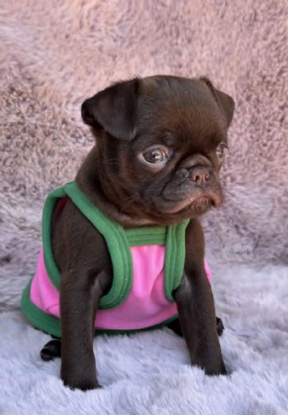 chocolate petit brabancon (smooth brussel griffon) | Foto 0