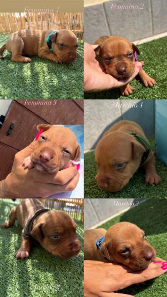 cuccioli di pitbull ukc | Foto 0