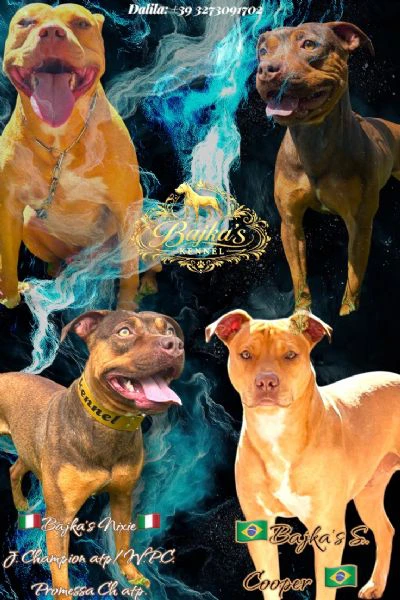 cuccioli di pitbull ukc