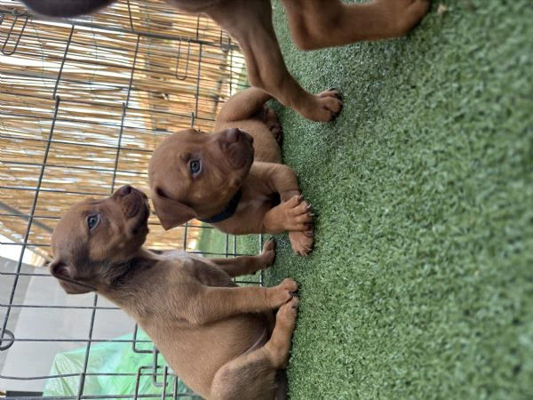 cucciolata ukc red nose – qualità e passione | Foto 1