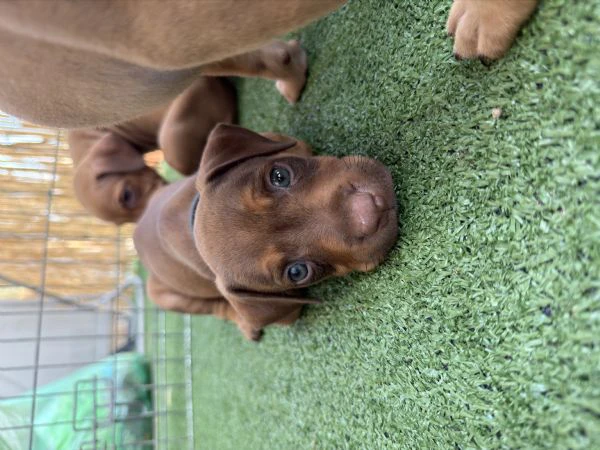 cucciolata ukc red nose – qualità e passione | Foto 0