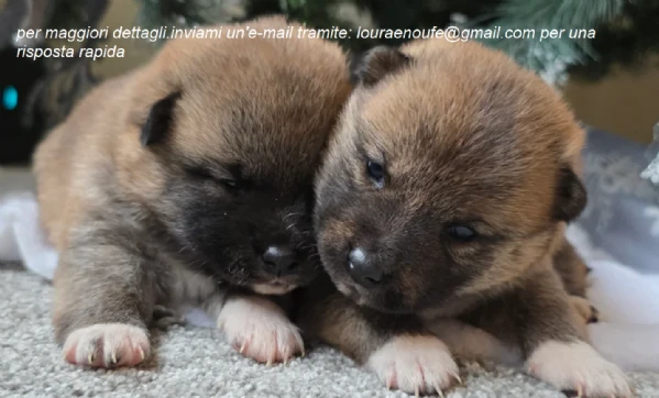 meravigliosi shiba-inu per adozione | Foto 3