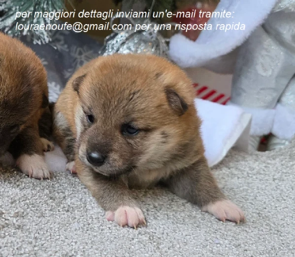 meravigliosi shiba-inu per adozione | Foto 2