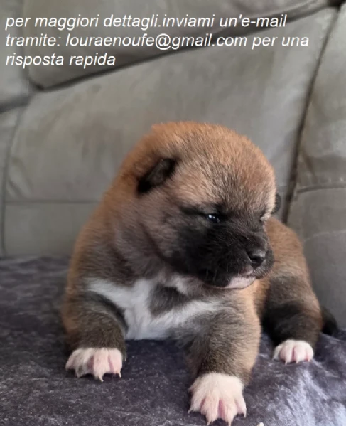 meravigliosi shiba-inu per adozione | Foto 1