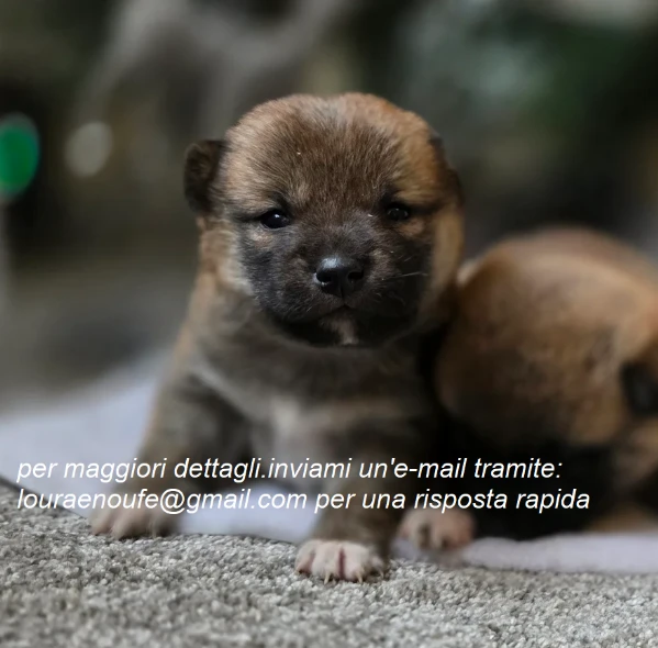 meravigliosi shiba-inu per adozione | Foto 0