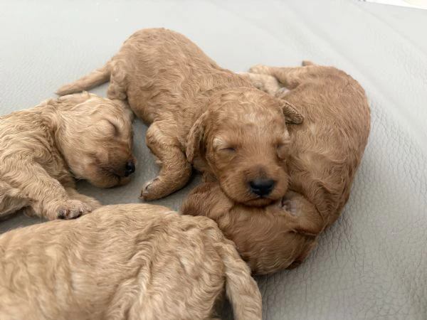 cuccioli di barboncino appena nati – prenotazioni aperte | Foto 0