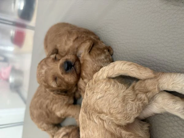 cuccioli di barboncino appena nati – prenotazioni aperte