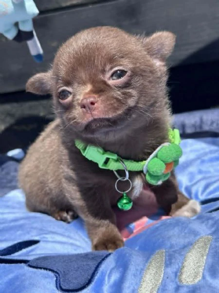 lilac & chocolate boys chihuahua | Foto 3