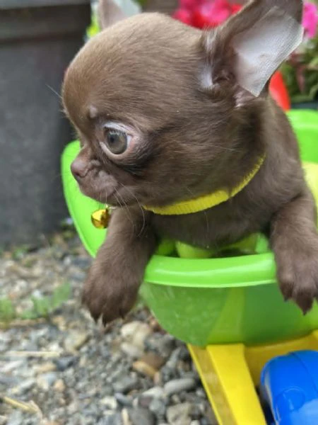 lilac & chocolate boys chihuahua | Foto 0