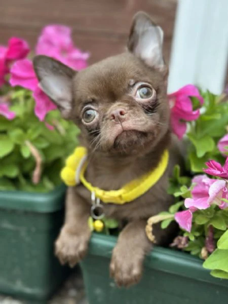 lilac & chocolate boys chihuahua