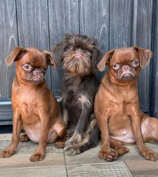 chocolate brussel griffon petit brabançon (smooth brussel griffon) cuccioli | Foto 1