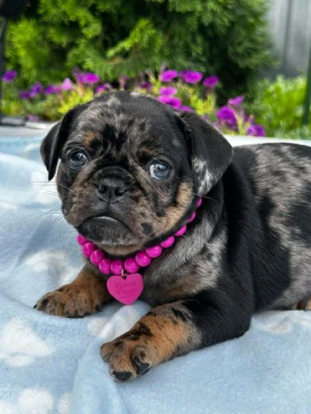 chocolate brussel griffon petit brabançon (smooth brussel griffon) cuccioli | Foto 0