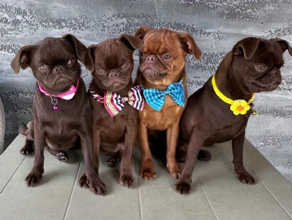 chocolate brussel griffon petit brabançon (smooth brussel griffon) cuccioli