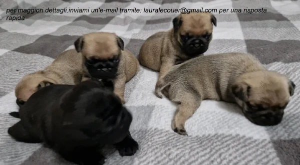 carlino per adozione. | Foto 3