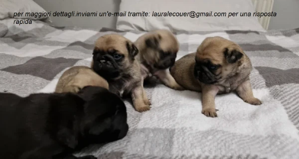 carlino per adozione. | Foto 2
