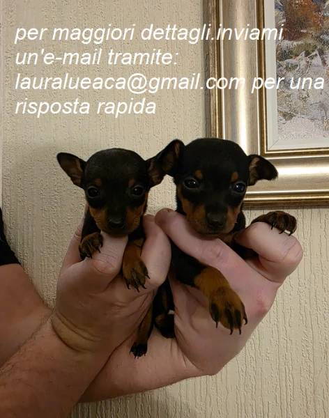 pinscher per adozione.  | Foto 1