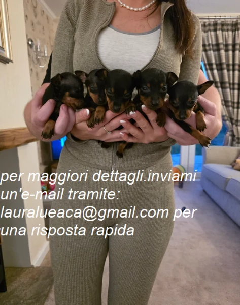 pinscher per adozione.  | Foto 0