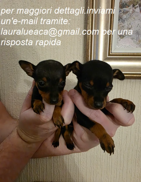 pinscher per adozione. 