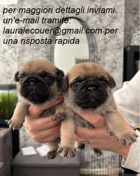 carlino per adozione. | Foto 1