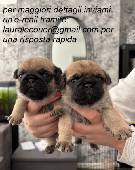 carlino per adozione. | Foto 1