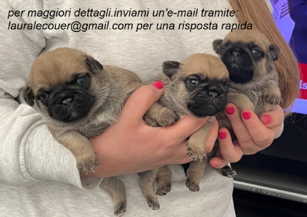 carlino per adozione. | Foto 0