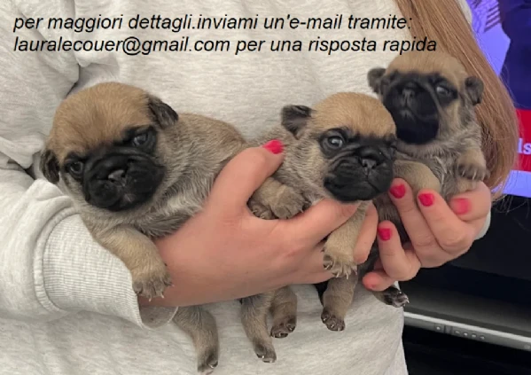 carlino per adozione. | Foto 0