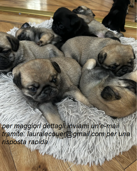 carlino per adozione.