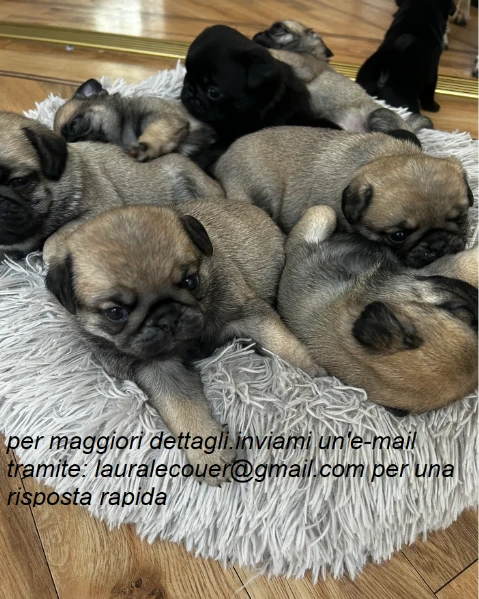 carlino per adozione.