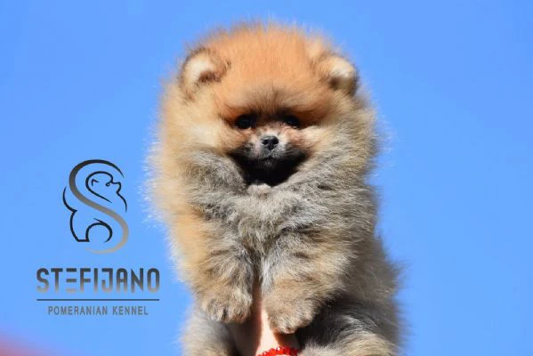 pomeranian boo – cuccioli tipo orsetto | Foto 3