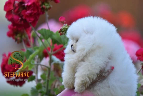 pomeranian boo – cuccioli tipo orsetto | Foto 1