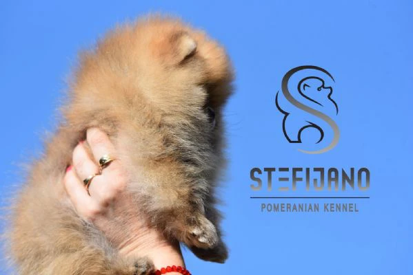 pomeranian boo – cuccioli tipo orsetto | Foto 0