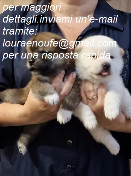 shiba inu per adozione. | Foto 2