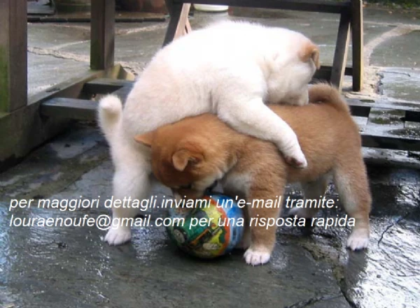 shiba inu per adozione. | Foto 1
