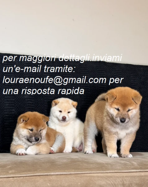 shiba inu per adozione.