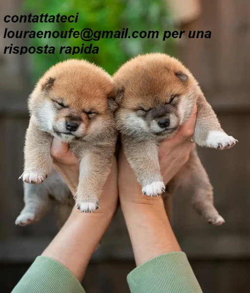 meravigliosi volpino shiba inu per adozione | Foto 0