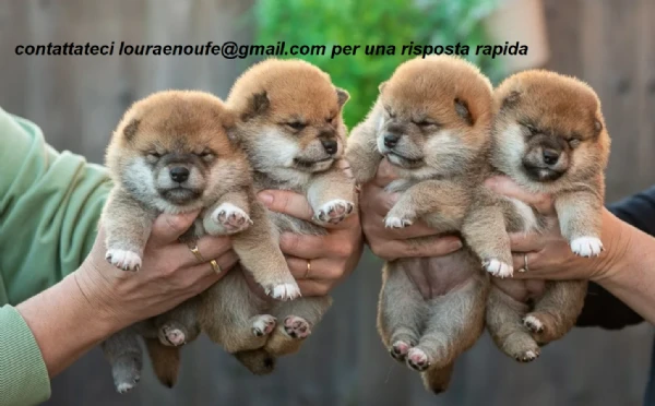 meravigliosi volpino shiba inu per adozione