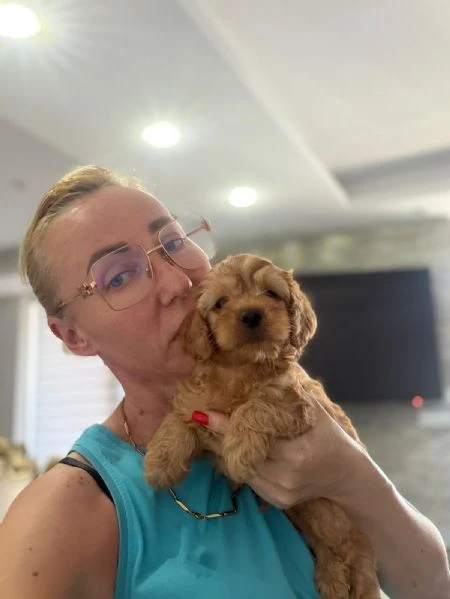 goldendoodle bellissimi cuccioli | Foto 6