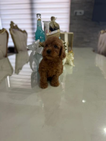 goldendoodle bellissimi cuccioli | Foto 5