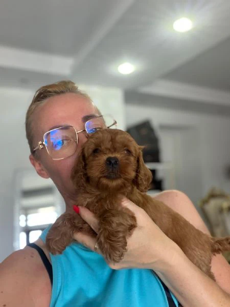 goldendoodle bellissimi cuccioli | Foto 4